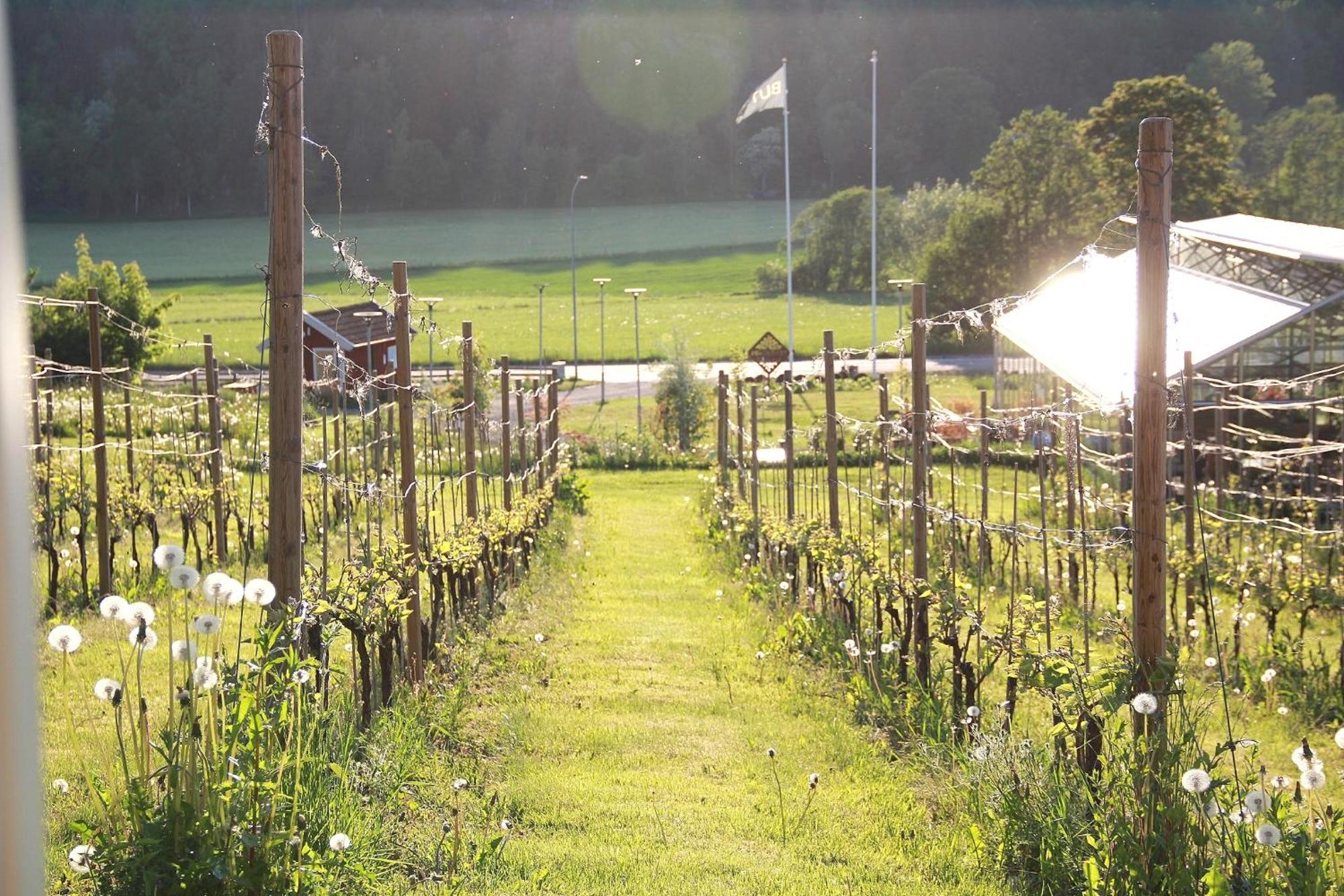 Bed and Breakfast Gisebo Vingard Huskvarna Esterno foto